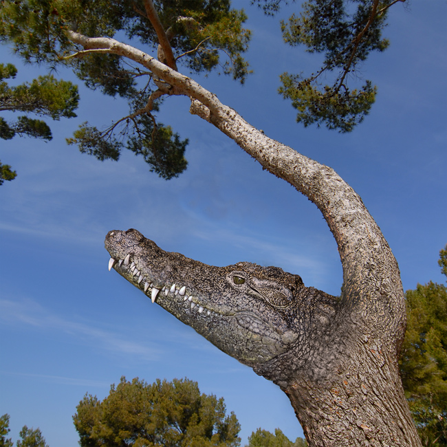 12.03.2011 Montage-Krokodil-Baum-DDD_2688-als-Smart-Objekt-1.jpg